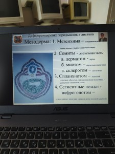 Зорова Полина Александровна