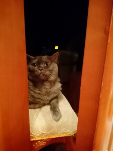 Старцева Ольга Владимировна